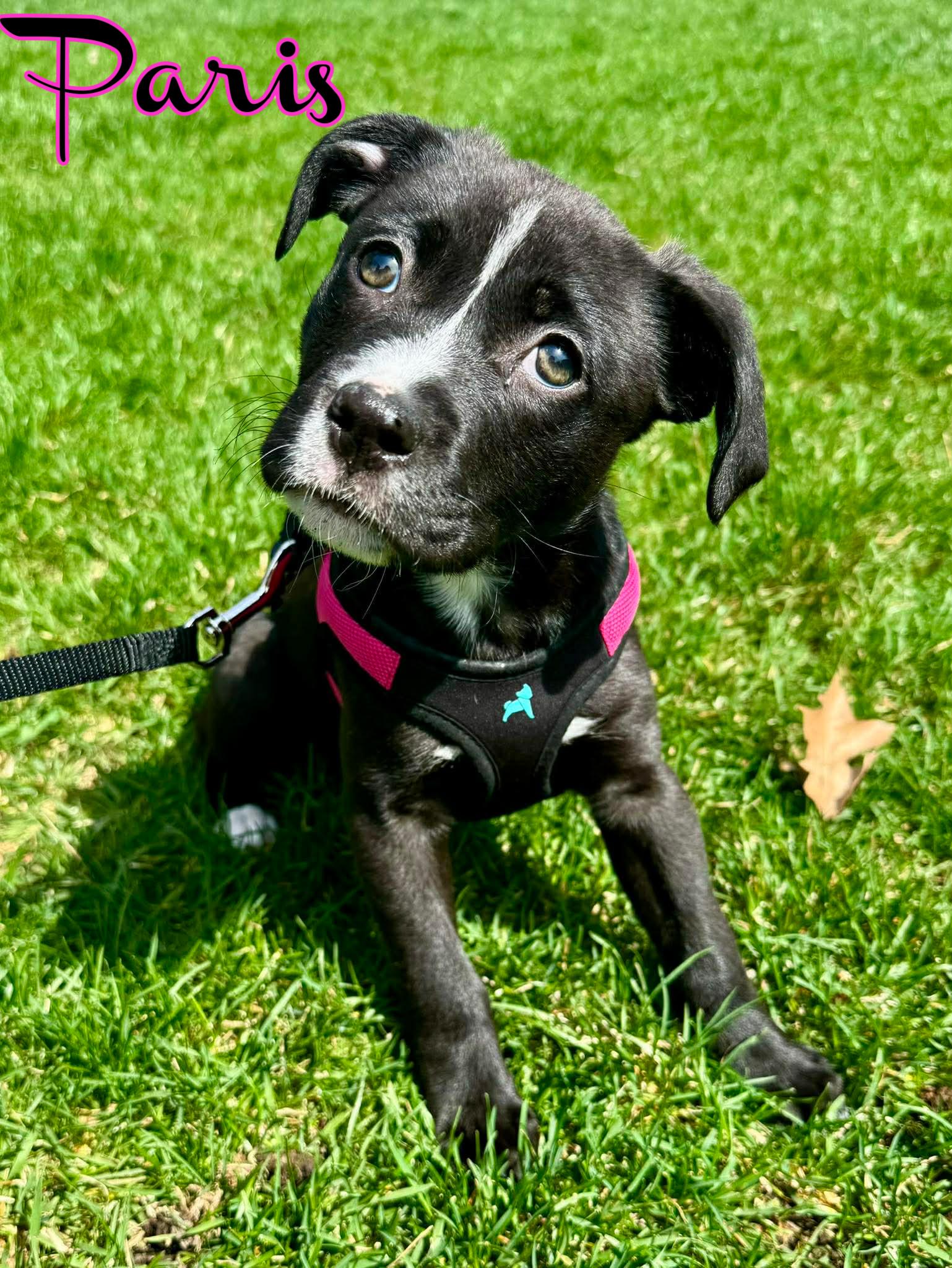Paris, ADOPTABLE, Young Female Labrador Retriever.