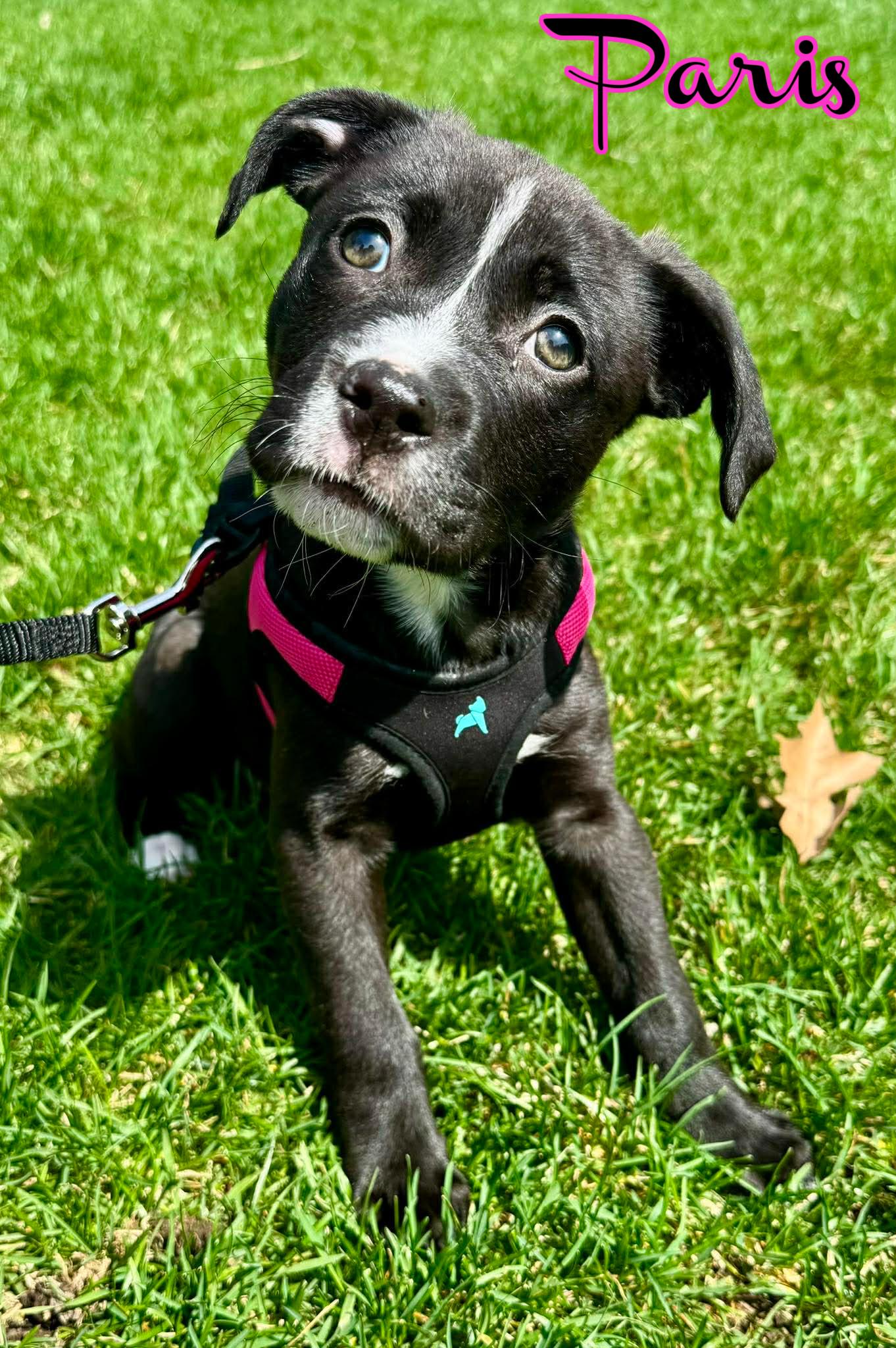 Enlarge Paris, a ADOPTABLE mixed breed in Elburn, IL image 5/6