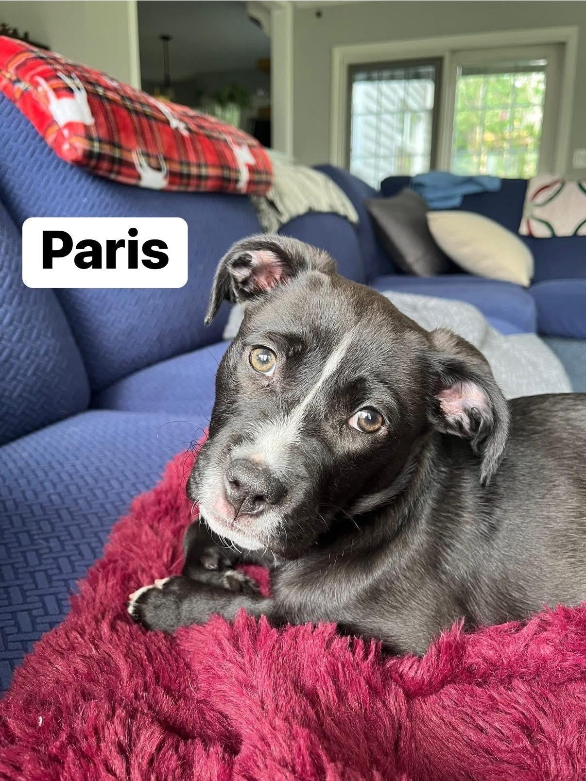 Enlarge Paris, an adopted mixed breed in Elburn, IL image 4/5