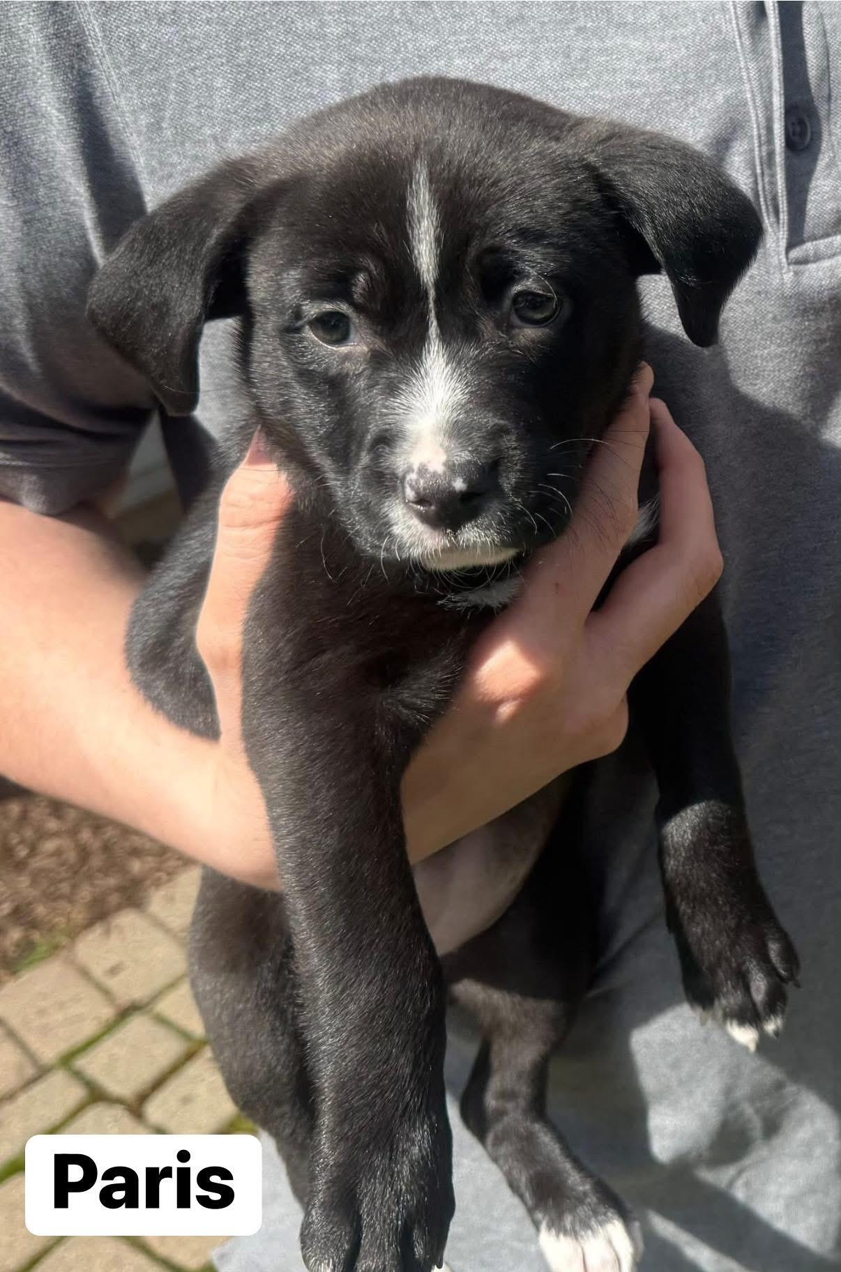 Enlarge Paris, a ADOPTABLE mixed breed in Elburn, IL image 6/6