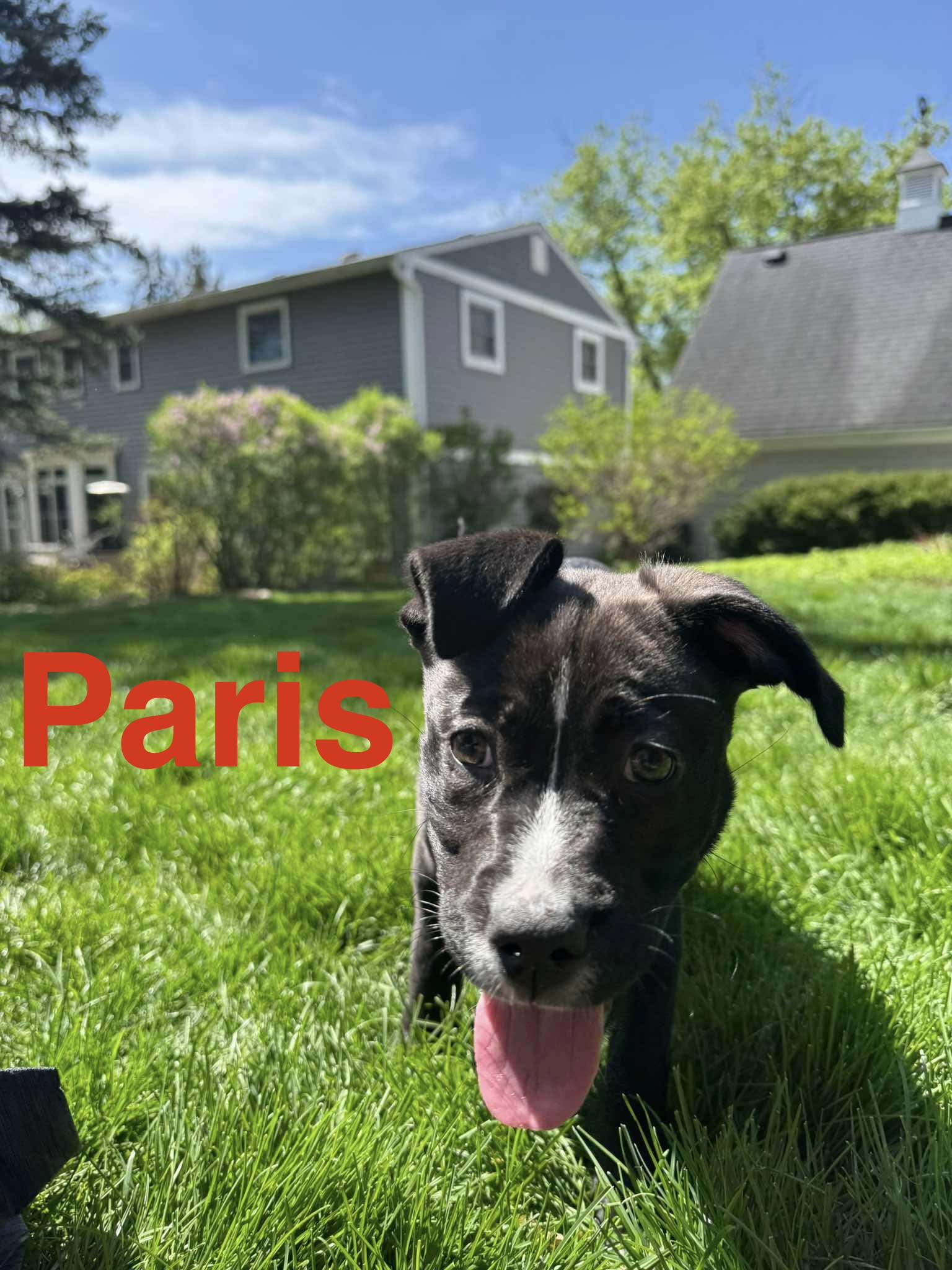 Enlarge Paris, an adopted mixed breed in Elburn, IL image 2/5