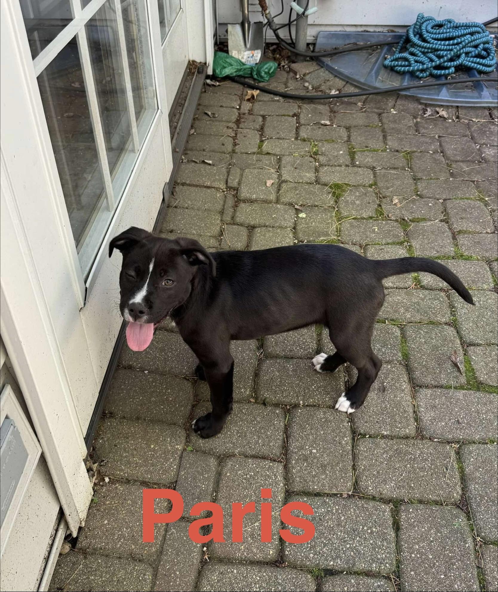 Enlarge Paris, an adopted mixed breed in Elburn, IL image 5/5