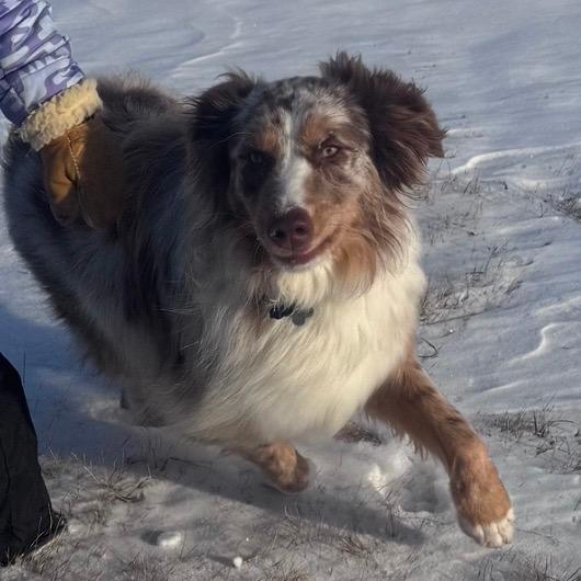 Enlarge Dutton, a Adoptable mixed breed in Ada, MN image 1/4