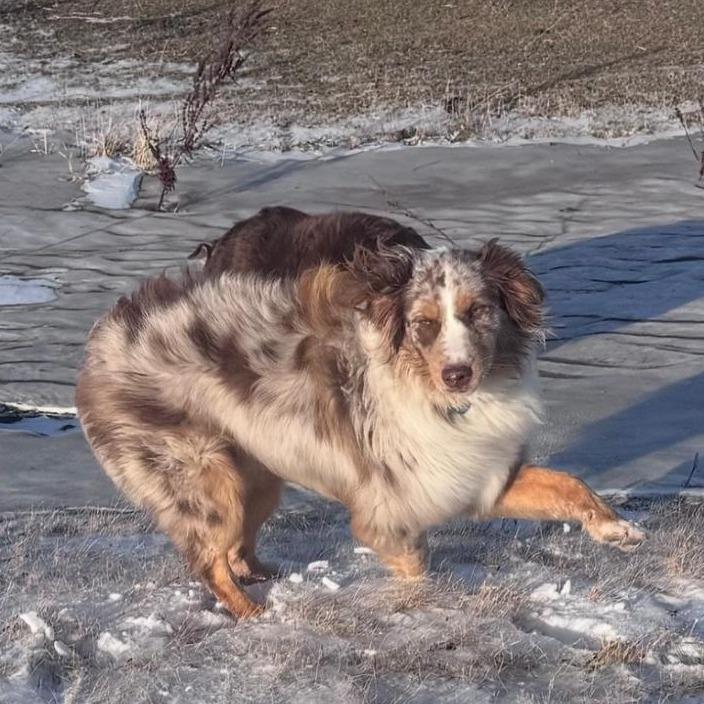 Enlarge Dutton, a Adoptable mixed breed in Ada, MN image 2/4