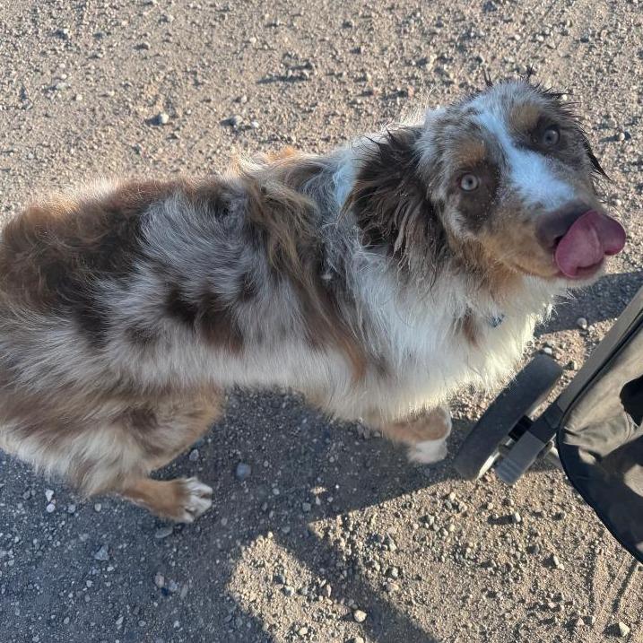 Enlarge Dutton, a Adoptable mixed breed in Ada, MN image 3/4