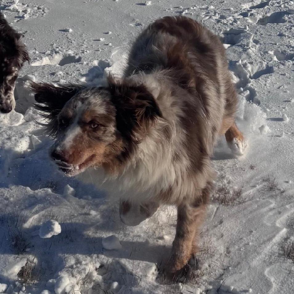 Enlarge Dutton, a Adoptable mixed breed in Ada, MN image 4/4