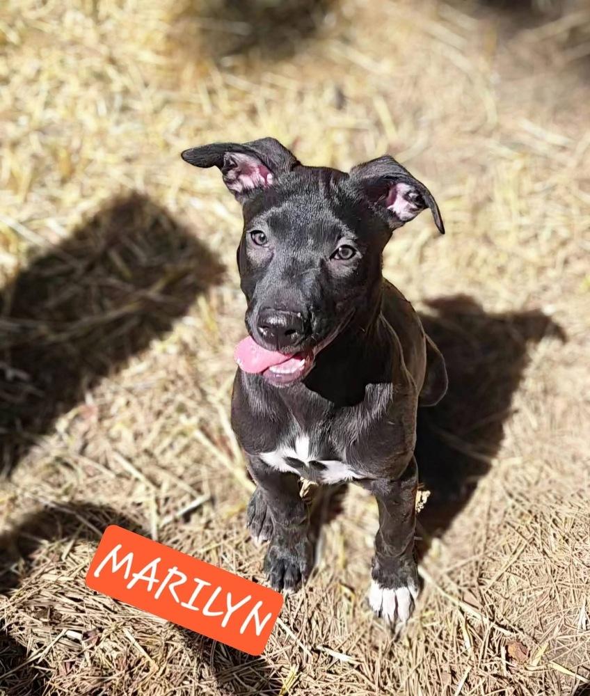 Marilyn, Adoptable, Puppy Female Labrador Retriever.