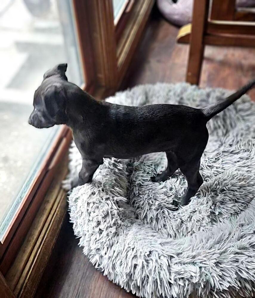 Marilyn, Adoptable, Puppy Female Labrador Retriever.