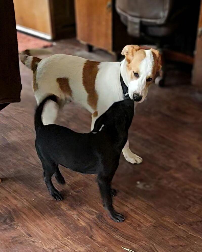 Enlarge Marilyn, a Adoptable mixed breed in Colorado Springs, CO image 2/4