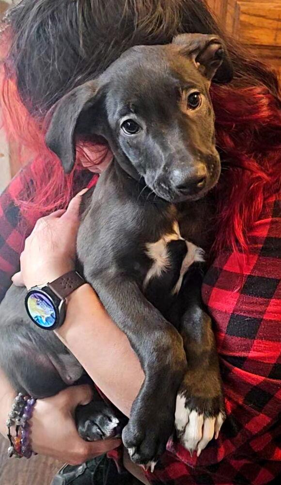 Enlarge Marilyn, a Adoptable mixed breed in Colorado Springs, CO image 3/4