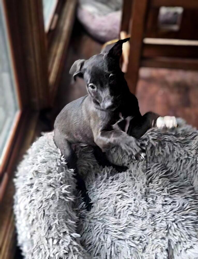 Enlarge Marilyn, a Adoptable mixed breed in Colorado Springs, CO image 4/4