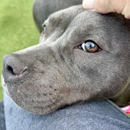 Mia, Adoptable, Adult Female Mixed Breed & Mixed Breed.