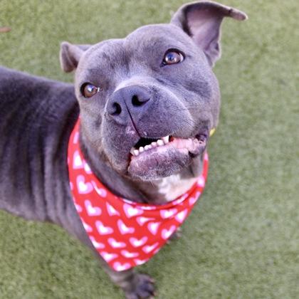 Mia, Adoptable, Adult Female Mixed Breed & Mixed Breed.