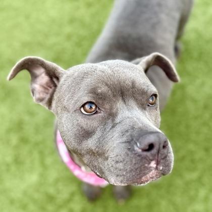 Mia, a Adoptable mixed breed in Largo, FL image 2/2