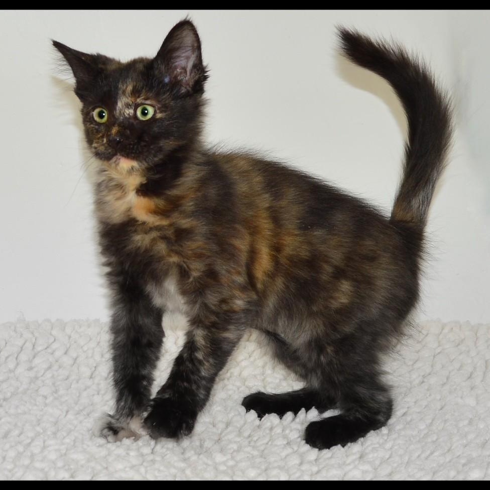 Tillie, adopted, Kitten Female Tabby.