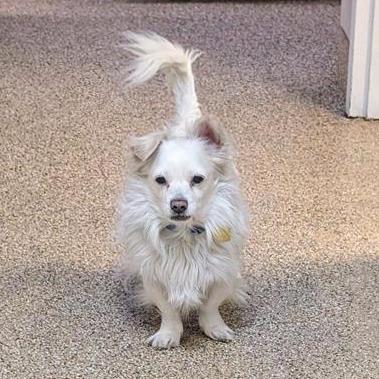 Snowball, Adoptable, Adult Male Pomeranian & Mixed Breed.