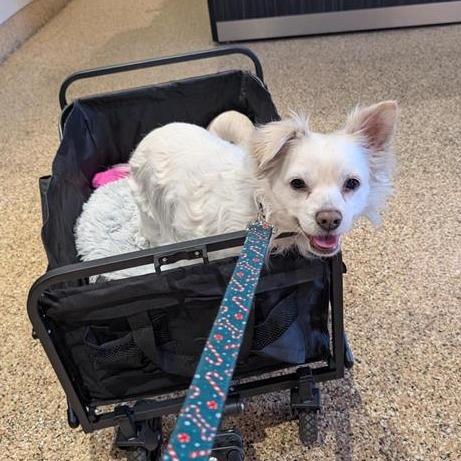 Enlarge Snowball, a Adoptable mixed breed in Tempe, AZ image 4/6