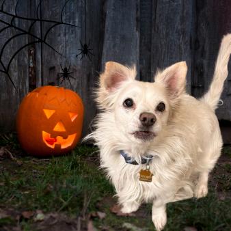 Enlarge Snowball, a Adoptable mixed breed in Tempe, AZ image 5/6