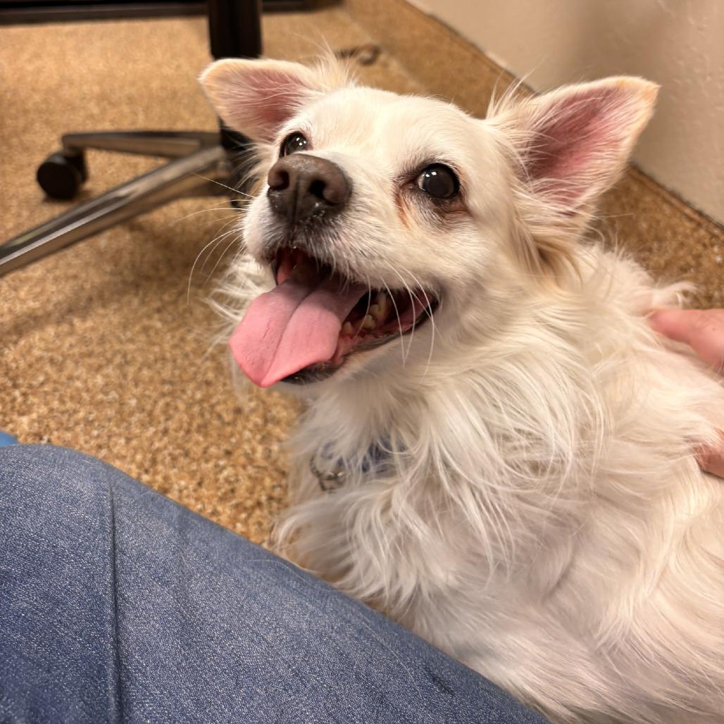 Enlarge Snowball, a Adoptable mixed breed in Tempe, AZ image 6/6