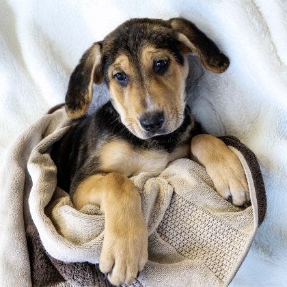 Reba, Adoptable, Puppy Female Bernese Mountain Dog & Mixed Breed.