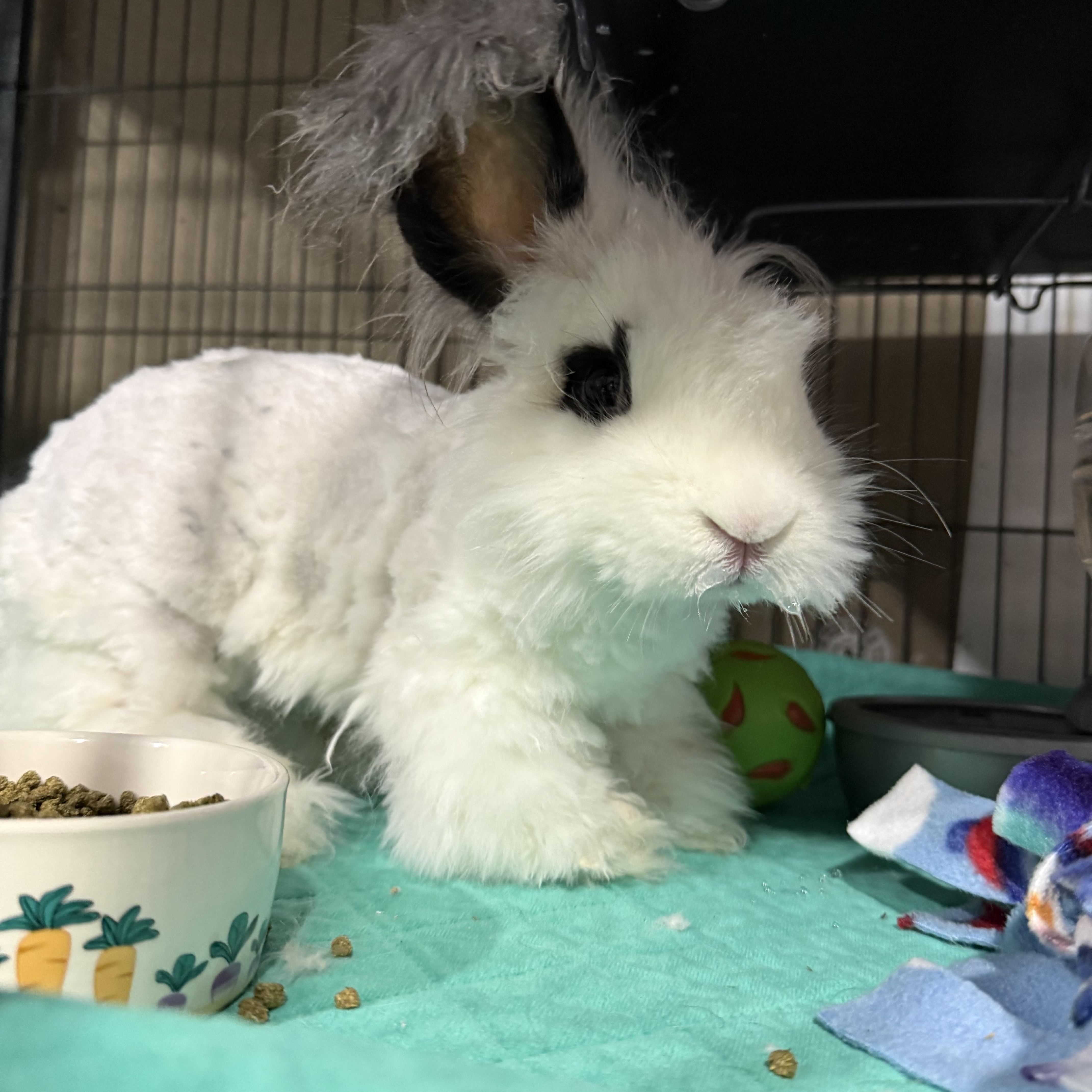 Zorro , ADOPTABLE, Adult Male Angora Rabbit.