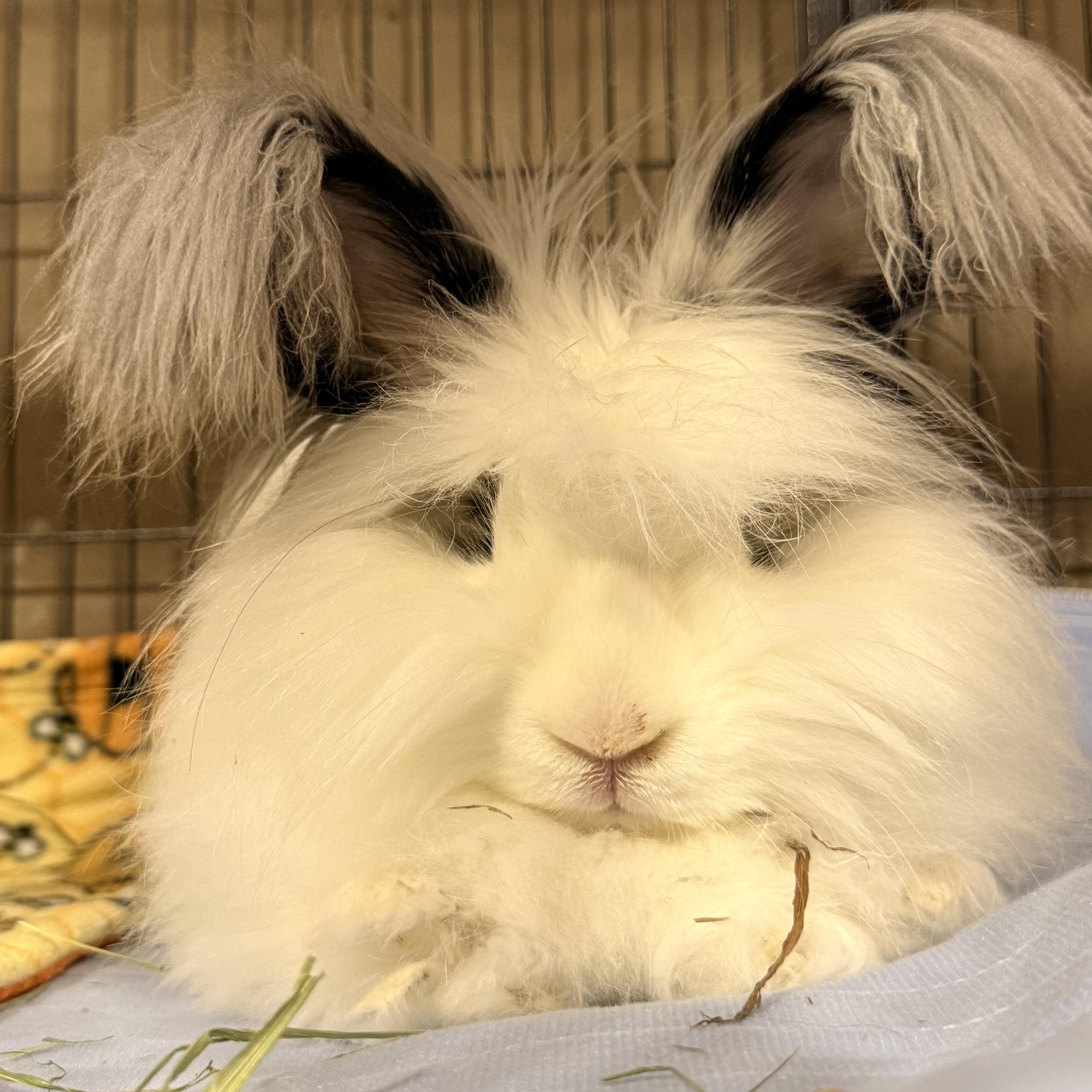 Zorro , ADOPTABLE, Adult Male Angora Rabbit.