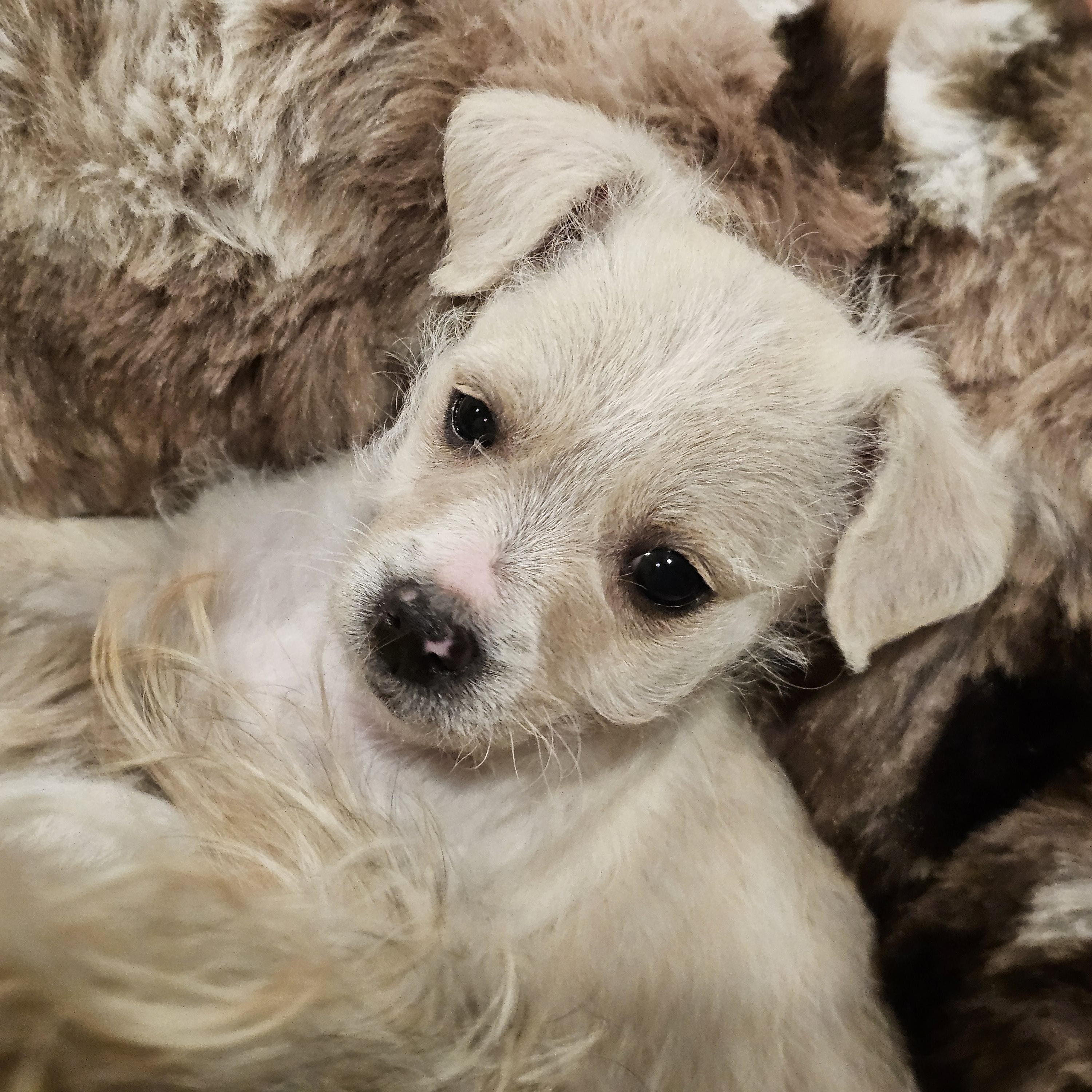 Enlarge Maelie, a Adoptable mixed breed in Salinas, CA image 1/6