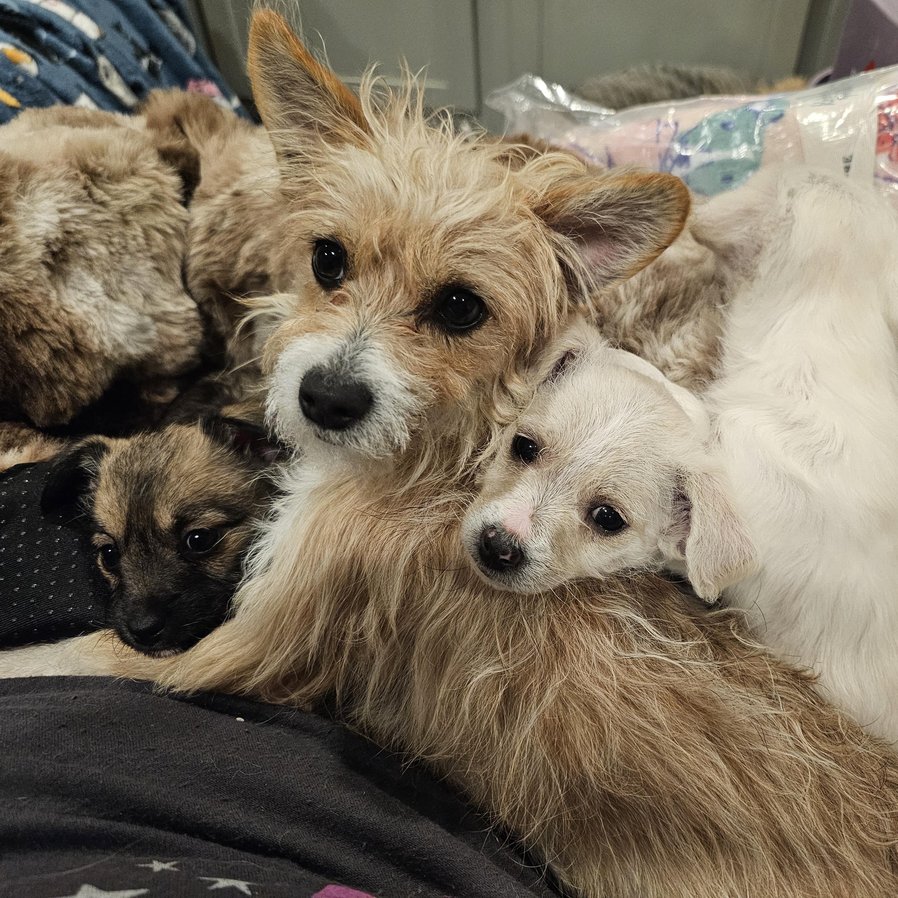 Enlarge Maelie, a Adoptable mixed breed in Salinas, CA image 6/6