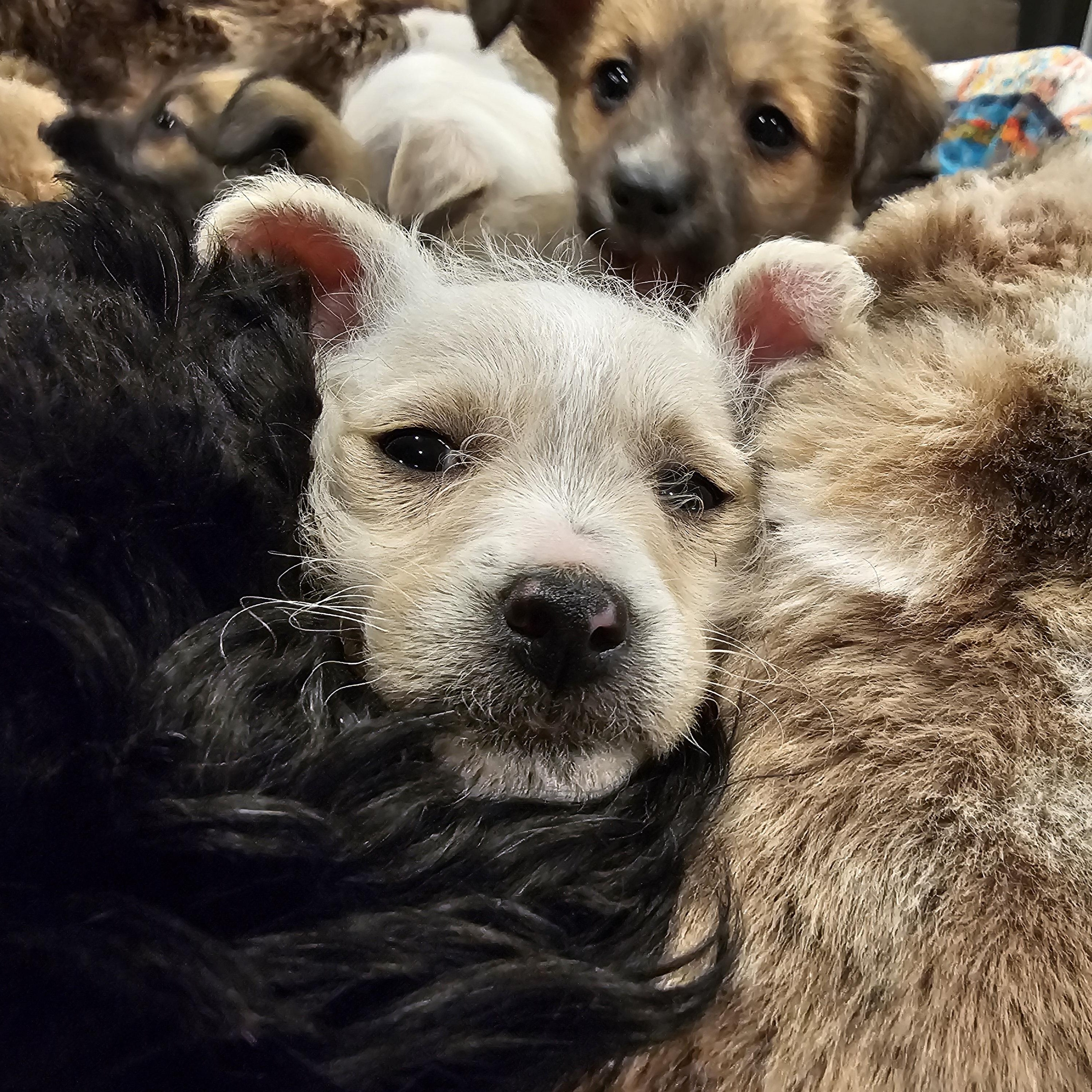 Enlarge Maelie, a Adoptable mixed breed in Salinas, CA image 5/6