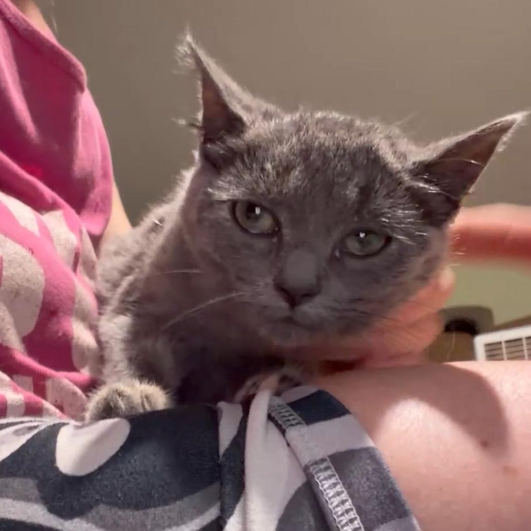 Enlarge Astoria, a Adoptable Dilute Tortoiseshell in Newark valley, NY image 4/4