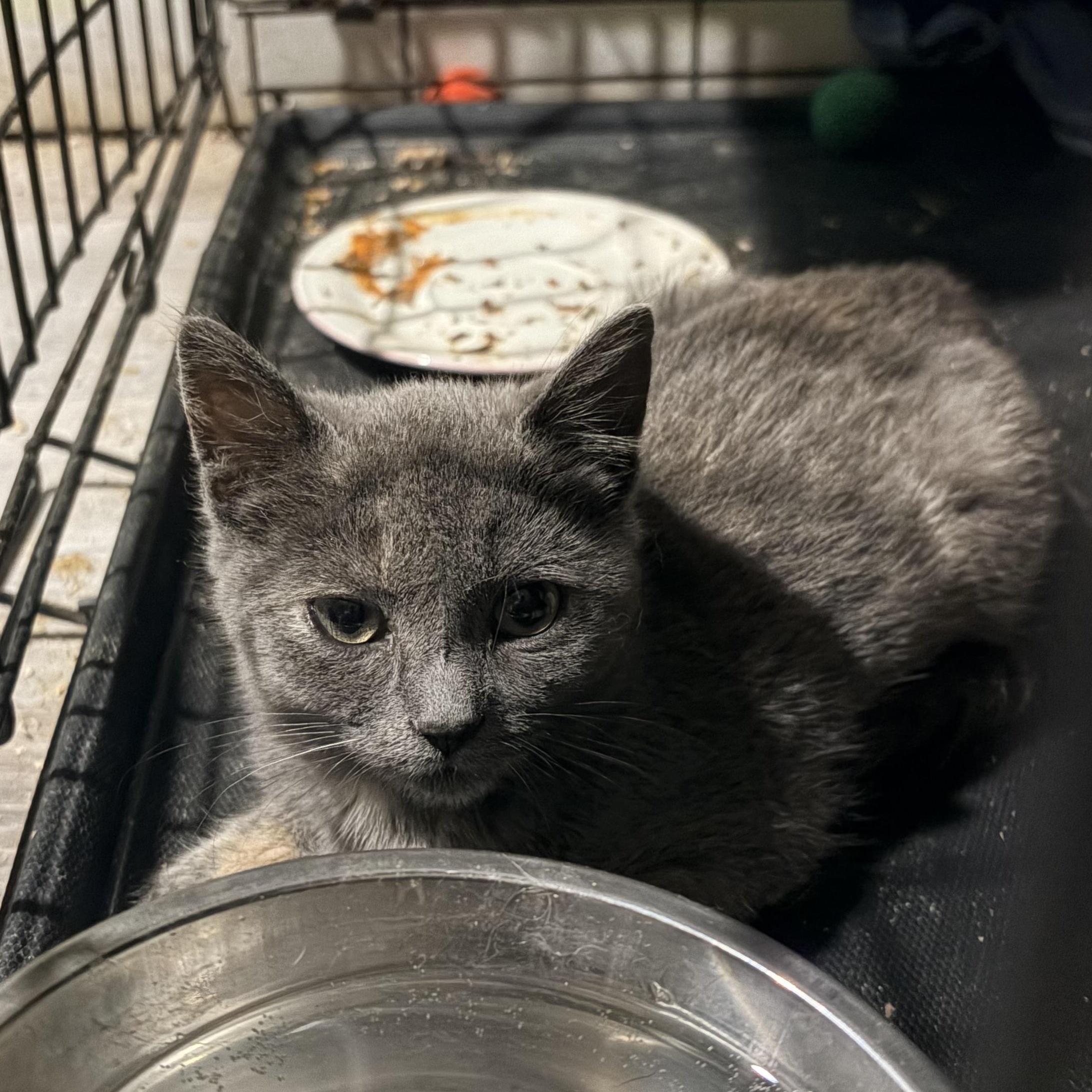 Astoria, Adoptable, Kitten Female Dilute Tortoiseshell.