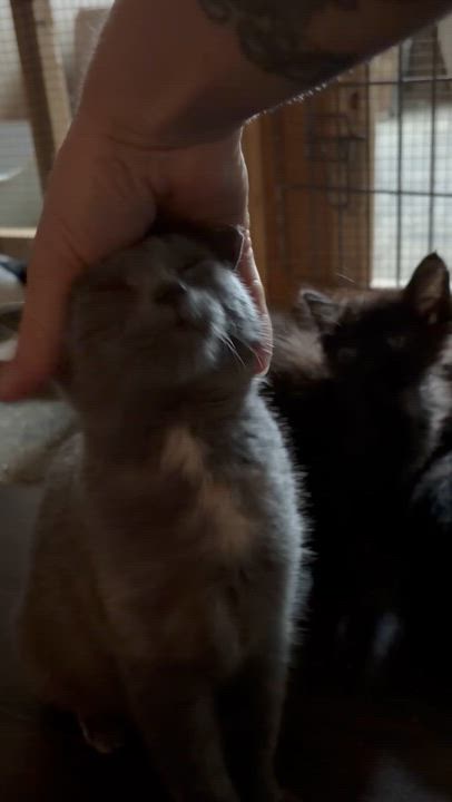 Enlarge Astoria, a Adoptable Dilute Tortoiseshell in Newark valley, NY video 3/4