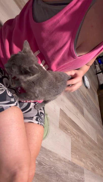 Enlarge Astoria, a Adoptable Dilute Tortoiseshell in Newark valley, NY video 2/4