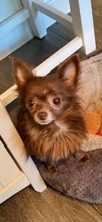 Enlarge Maxine, a Adoptable Chihuahua in Orlando, FL image 1/3