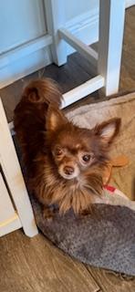 Enlarge Maxine, a Adoptable Chihuahua in Orlando, FL image 3/3