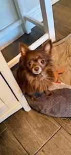 Enlarge Maxine, a Adoptable Chihuahua in Orlando, FL image 2/3