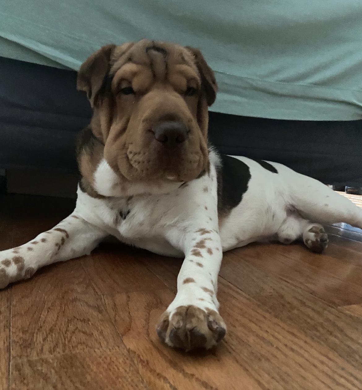 Bentley Courtesy Post photo