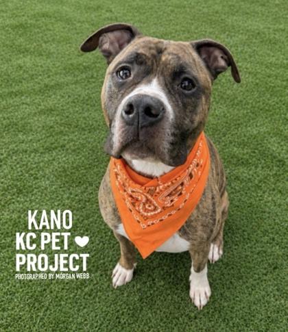 Kano, a Adoptable mixed breed in Kansas City, MO image 1/3