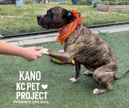 Kano, a Adoptable mixed breed in Kansas City, MO image 2/3