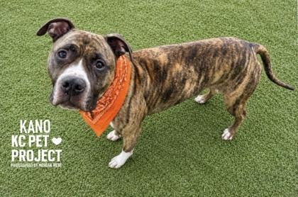 Kano, a Adoptable mixed breed in Kansas City, MO image 3/3
