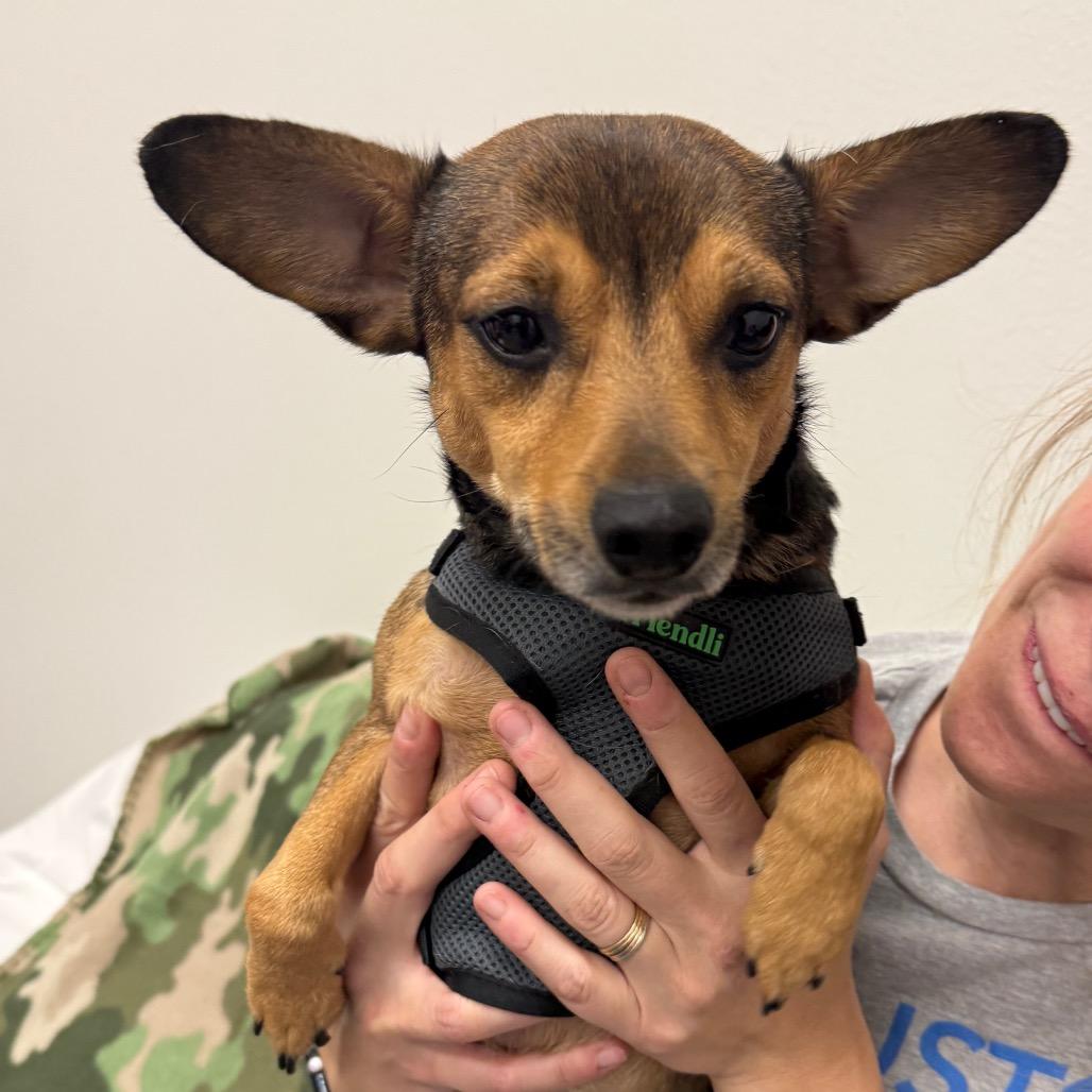 Chalupa, Adoptable, Adult Male Chihuahua.