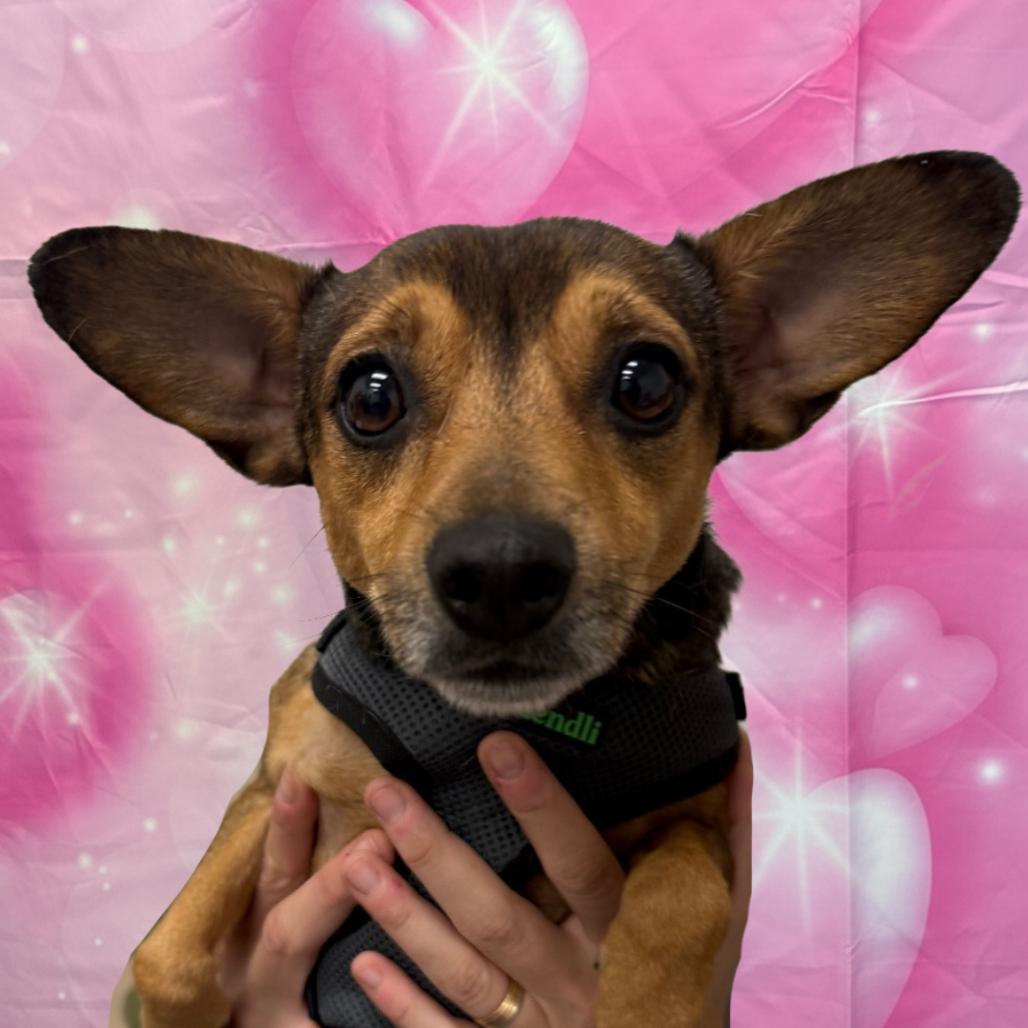 Enlarge Chalupa, a Adoptable Chihuahua in Houston, TX image 2/3