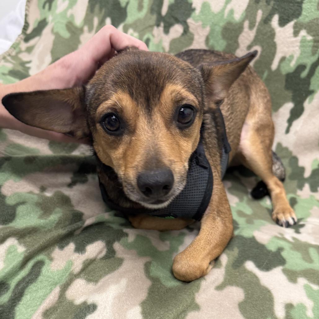 Enlarge Chalupa, a Adoptable Chihuahua in Houston, TX image 3/3