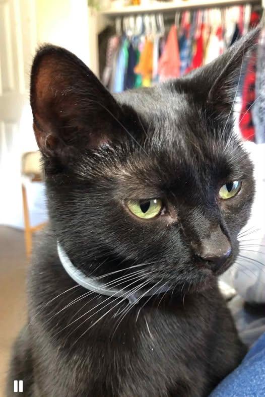 Lee Lou, Adoptable, Adult Female Domestic Short Hair.