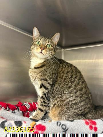 VENUS, Adoptable, Adult Female Domestic Short Hair.