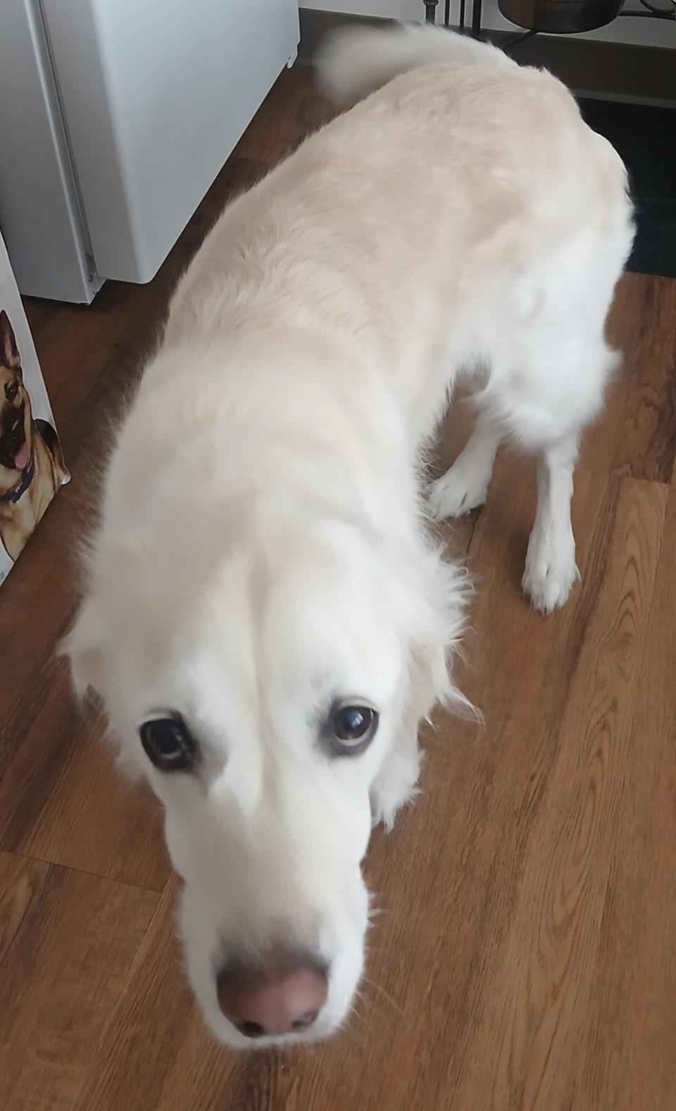 Harper, adopted, Adult Female Golden Retriever.