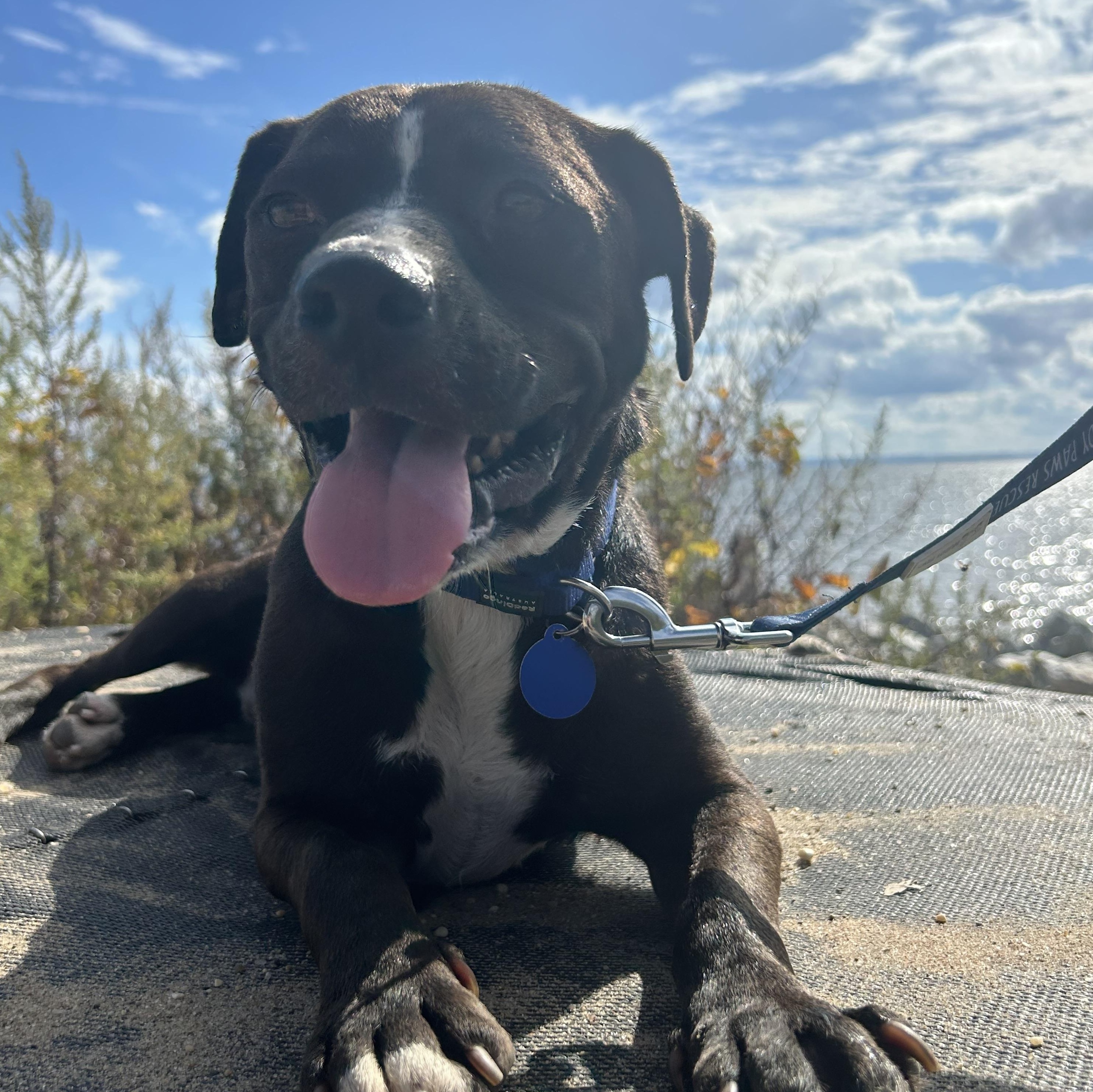 Charles, Adoptable, Adult Male Mixed Breed.