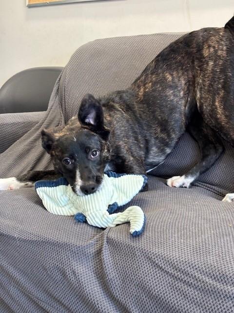 Enlarge Shyla, a Adoptable mixed breed in Winnipeg, MB image 5/6