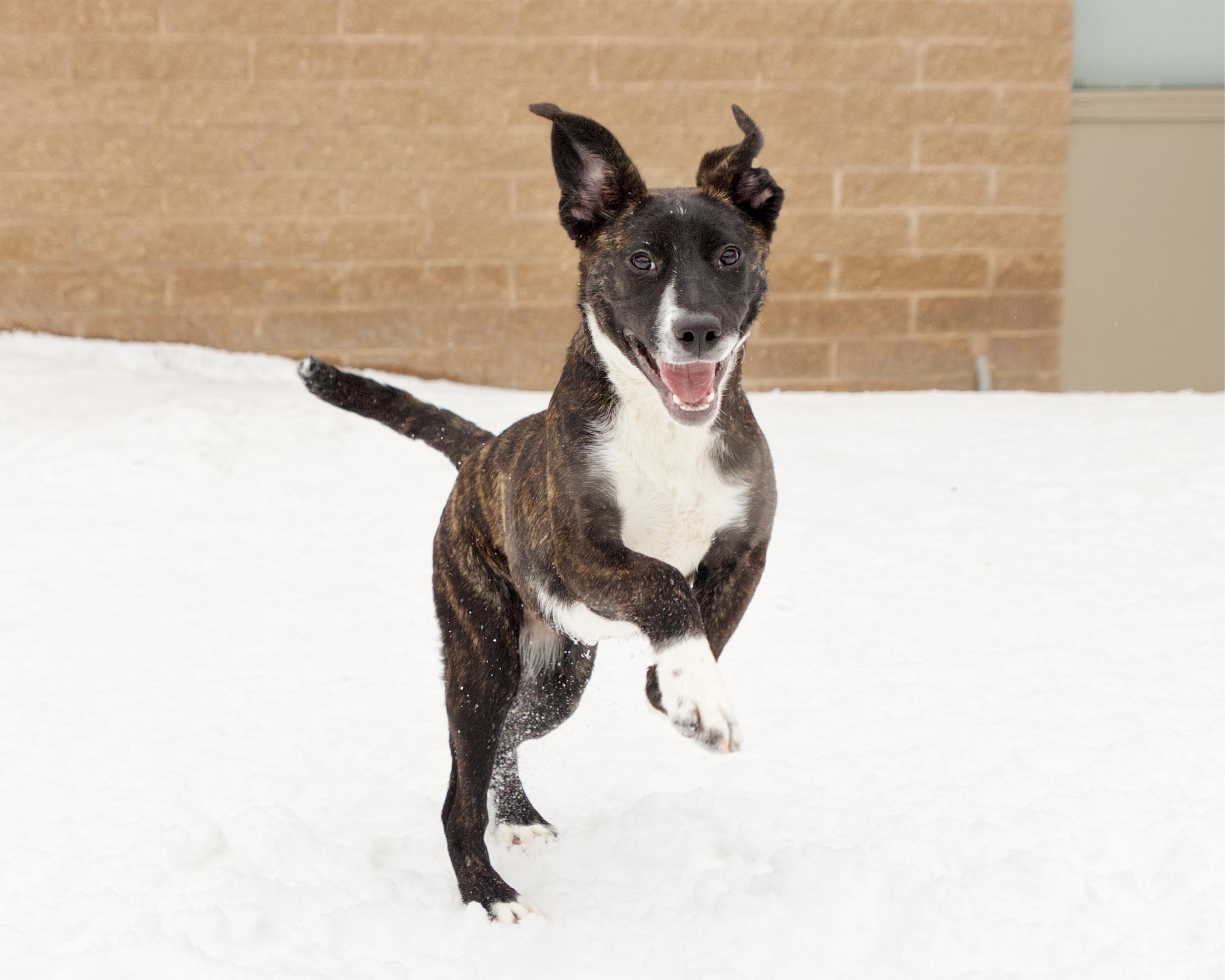 Enlarge Shyla, a Adoptable mixed breed in Winnipeg, MB image 3/6