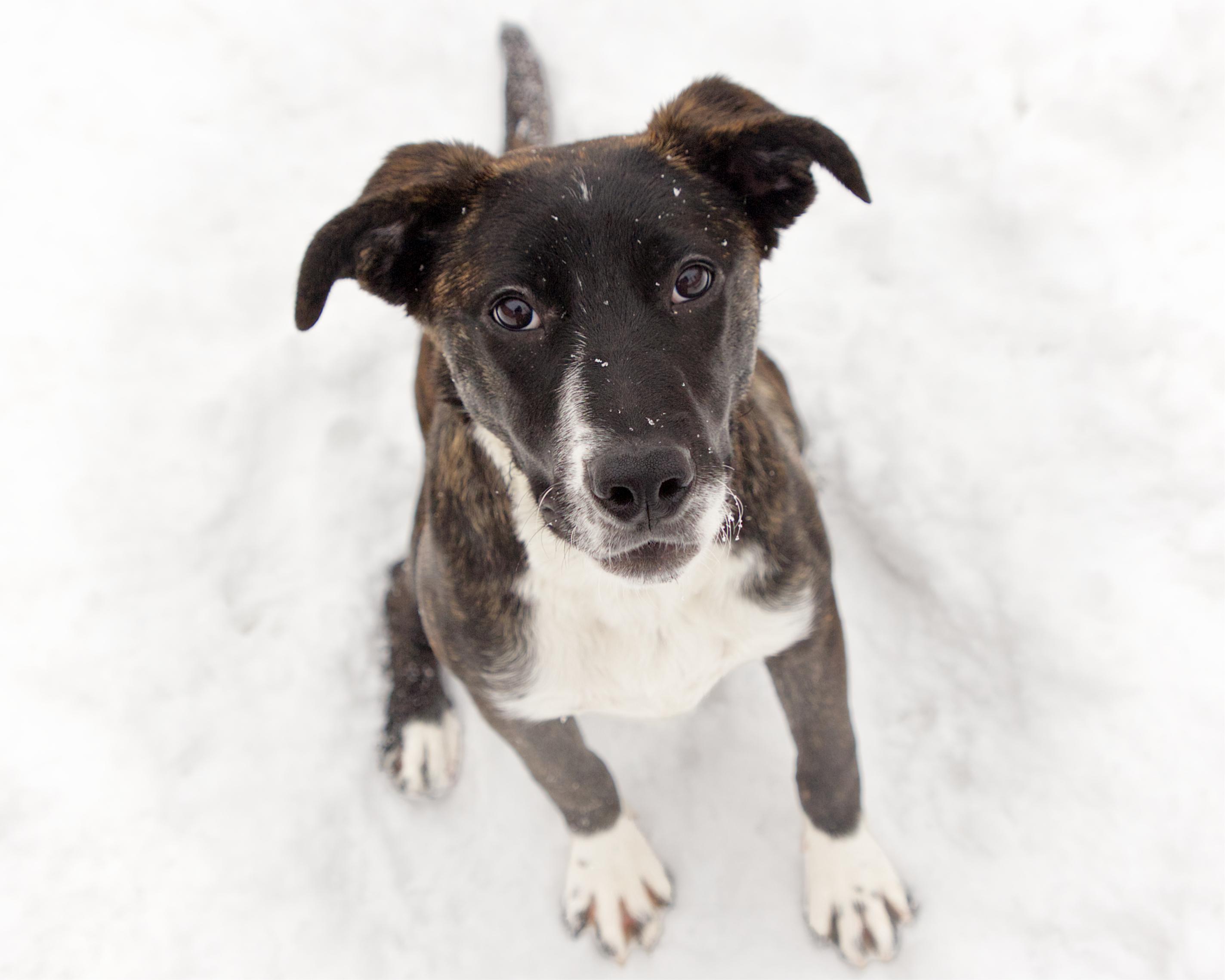 Enlarge Shyla, a Adoptable mixed breed in Winnipeg, MB image 1/6